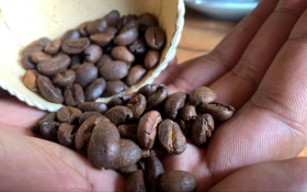 Кофе с низким содержанием кофеина: Laurina