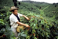 В апреле производство кофе в Колумбии упало на 7%, экспорт – на 18%
