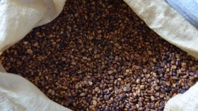 Понимание процесса обработки кофе — часть третья: медовый процесс