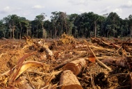 Европейская федерация кофе просит отсрочить принятие Закона ЕС О вырубке лесов