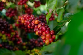 Цены на фьючерсы на кофе робуста резко упали (-10,5%) в первую неделю сентября. 