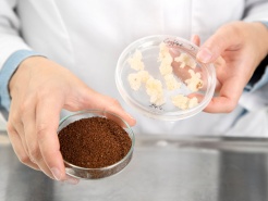 Биотехнологическая компания выпускает экологически чистый кофе на клеточной основе в качестве контрмеры глобальному кофейному кризису
