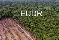 ЕС подтверждает отсрочку введения правил по борьбе с вырубкой лесов