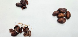 Бразильские исследователи создали мёд со вкусом шоколада, используя скорлупу какао-бобов