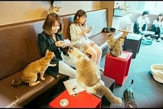 Три идеи из японских кофеен, которые можно перенять