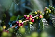 Круговой взгляд на кофе - это возможность для глобального Юга