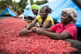 Путеводитель по кофе Конго: ароматы, история и советы по завариванию.