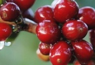 Цены на кофе снижаются по мере того, как в США набирают обороты обсуждения тарифов Цены на кофе снижаются по мере того, как в США набирают обороты обсуждения тарифов