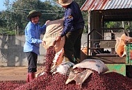 Россиян предупредили о резком росте цен на кофе